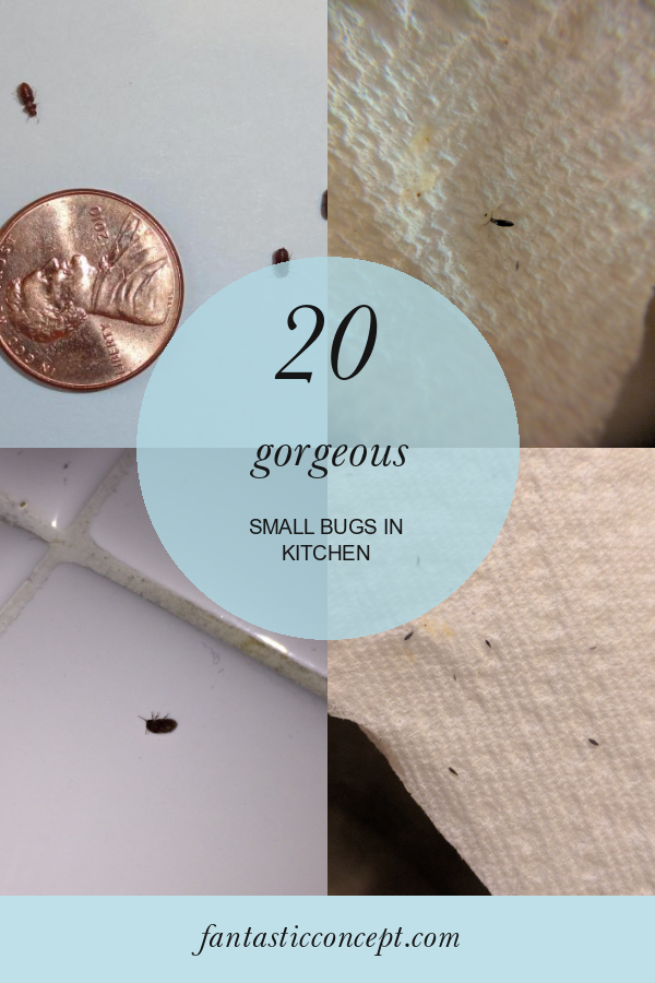 20 Small Bugs In Kitchen Home, Family, Style and Art Ideas